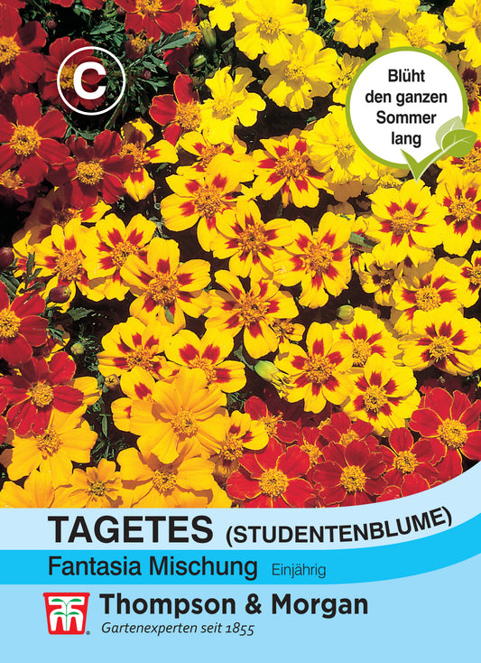  Studentenblume Fantasia
