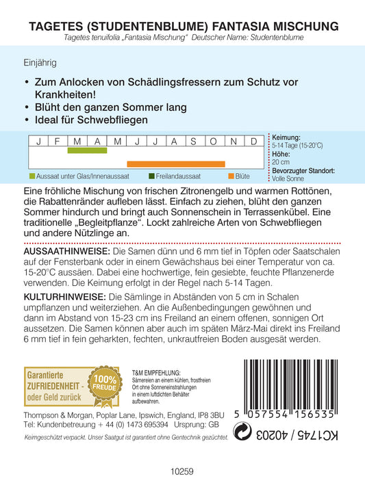  Studentenblume Fantasia