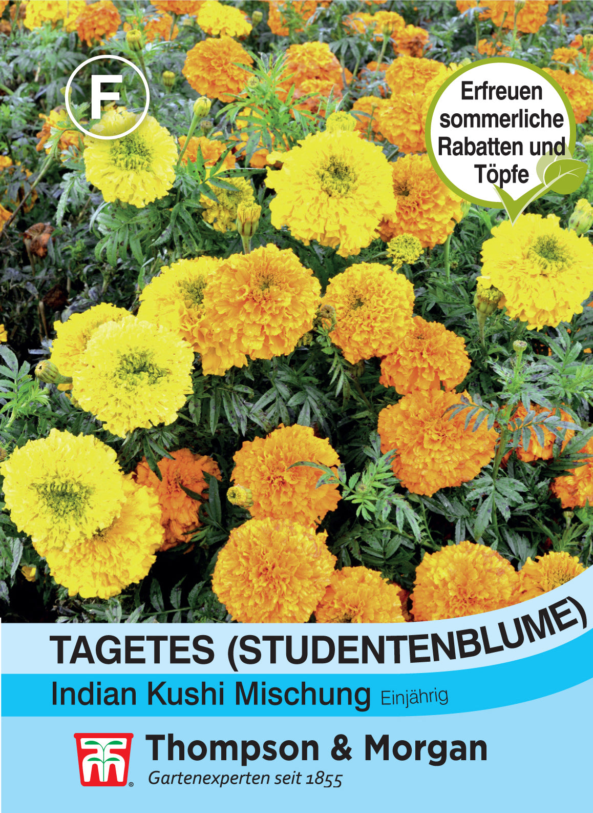  Studentenblume Indian Kushi Mischung