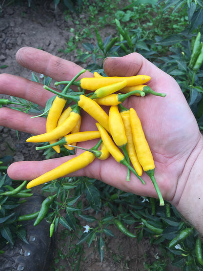  BIO Chili CA13