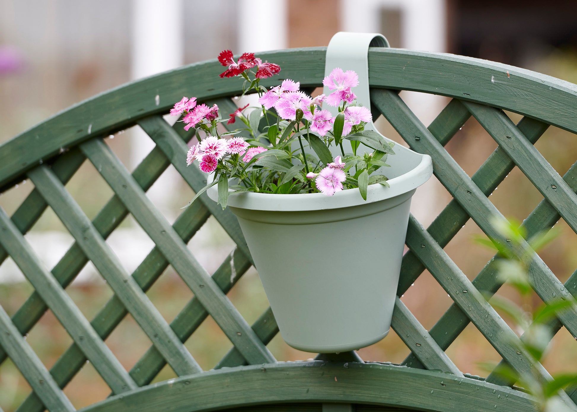  Hängeblumentopf Salbei
