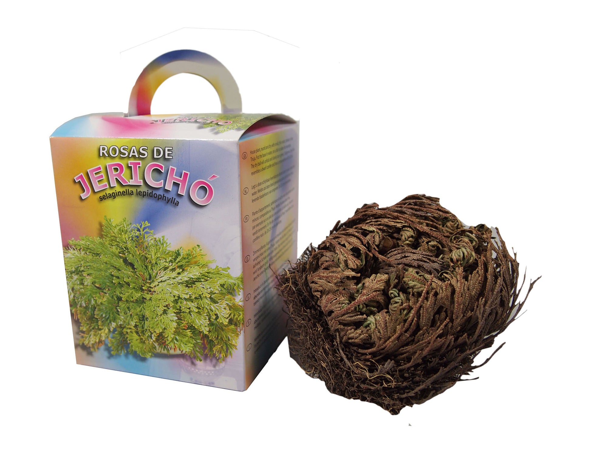  Rose Von Jericho (1 Stück)