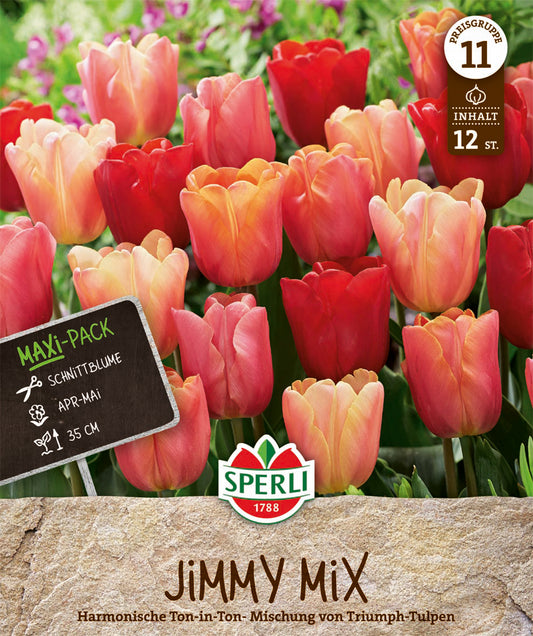  Tulpe Jimmy Mix (12 Stück)