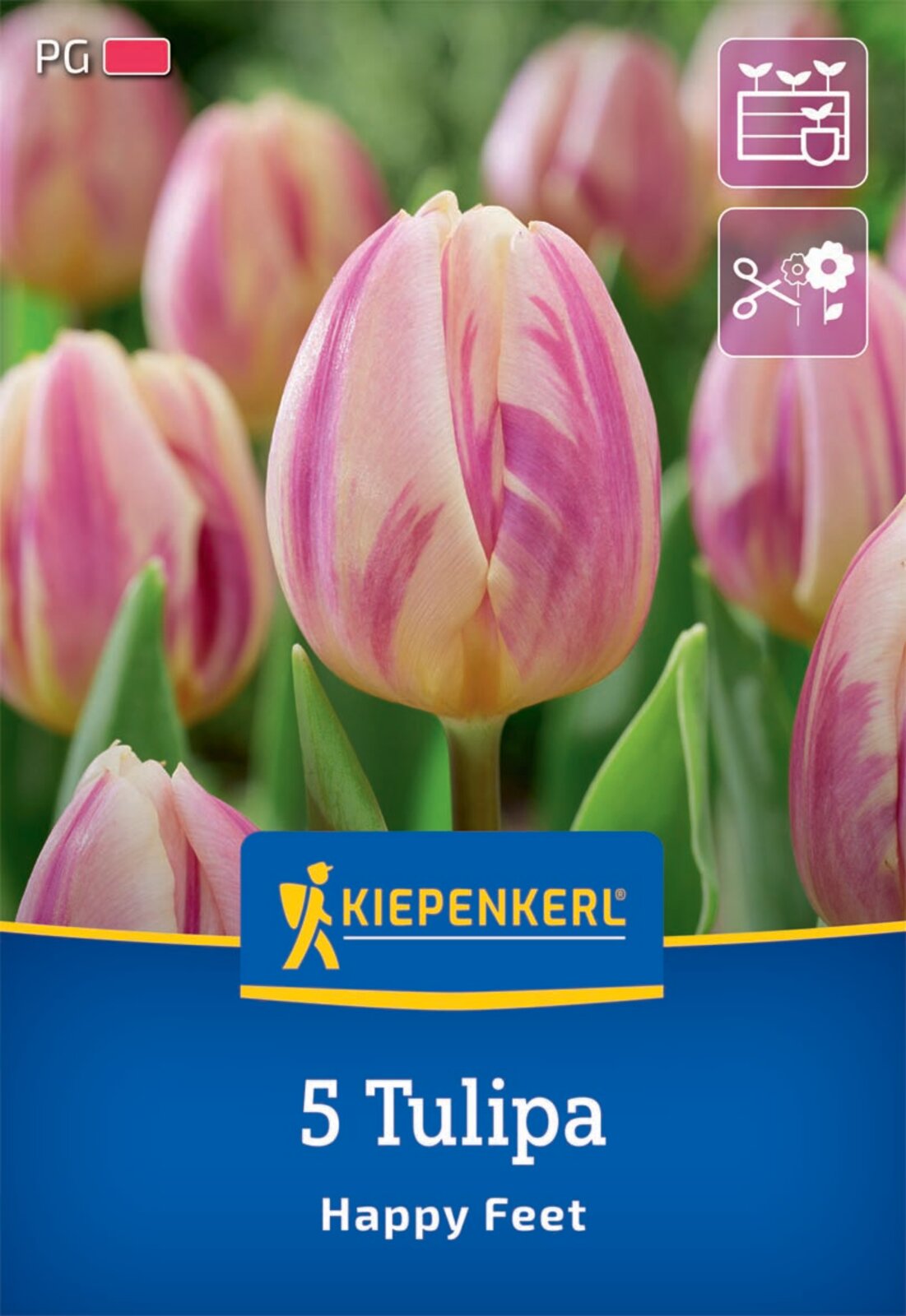  Triumph-Tulpe Happy Feet (5 Stück)