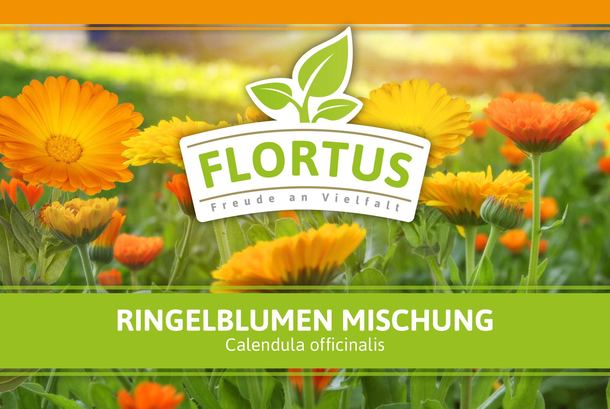  Ringelblumen Mischung
