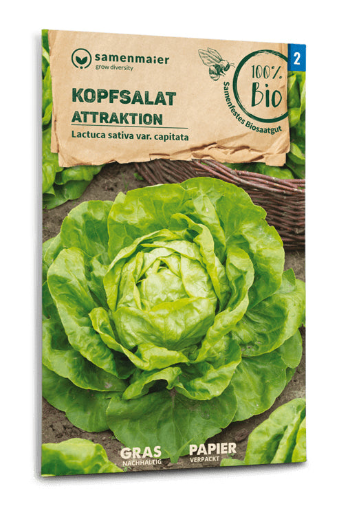  BIO Kopfsalat Attraktion