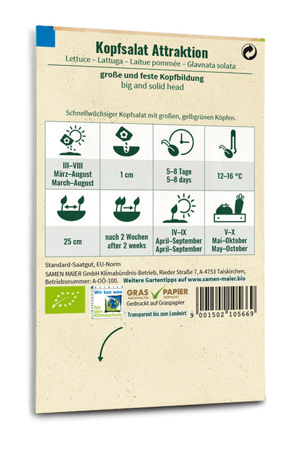  BIO Kopfsalat Attraktion