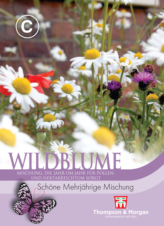  Wildblume Schöne Mehrjährige Mischung