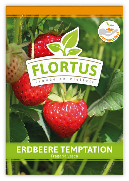  Erdbeere Temptation