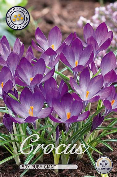  Krokus Ruby Giant (50 Stück)