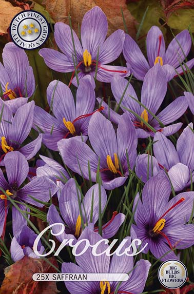 Krokus Safran (25 Stück)