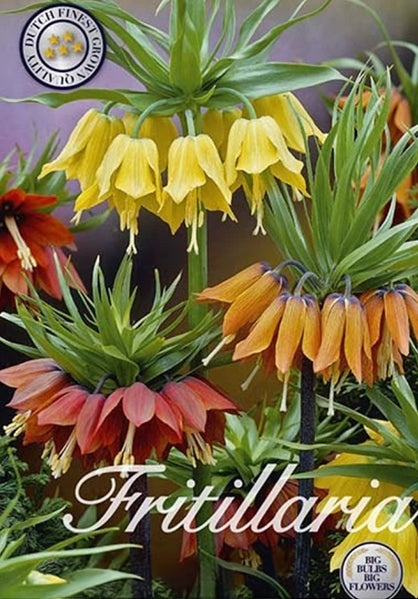  Fritillaria Imperialis Mix (2 Stück)