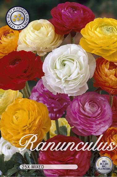  Ranunkel Asiatic Mix (25 Stück)