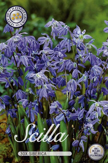  Sibirischer Blaustern (30 Stück)