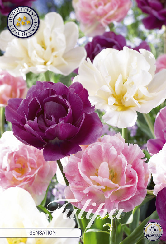  Tulpe Sensation (12 Stück)