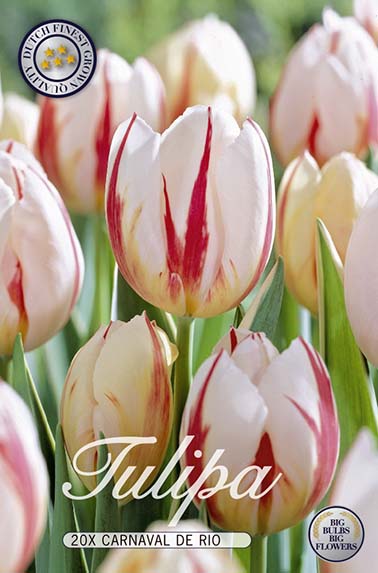 Tulpe Carnaval De Rio (20 Stück)