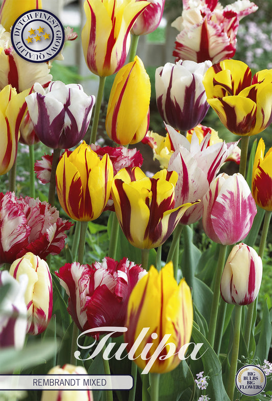  Tulpe Rembrandt Mix (20 Stück)
