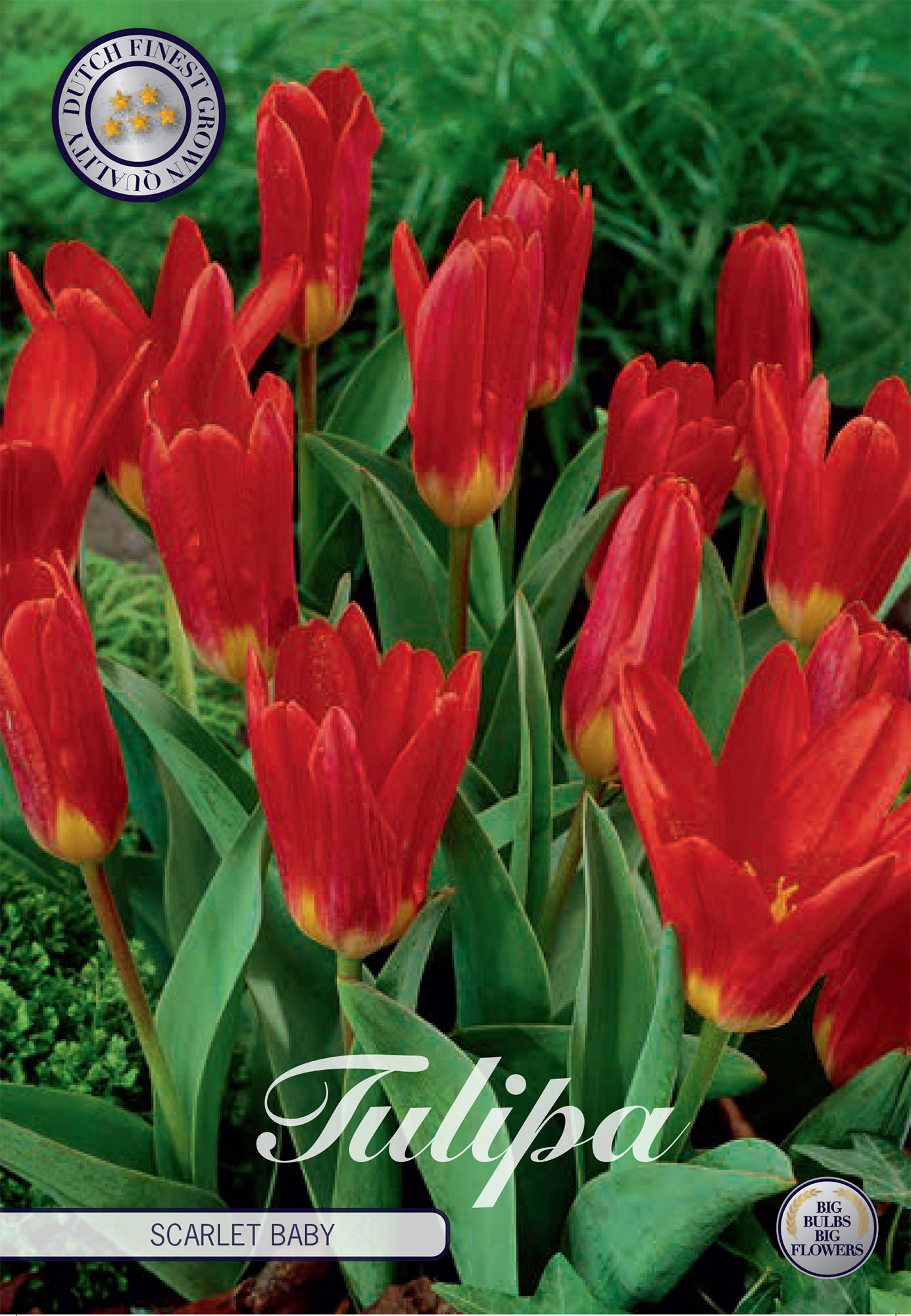  Tulpe Scarlet Baby (10 Stück)