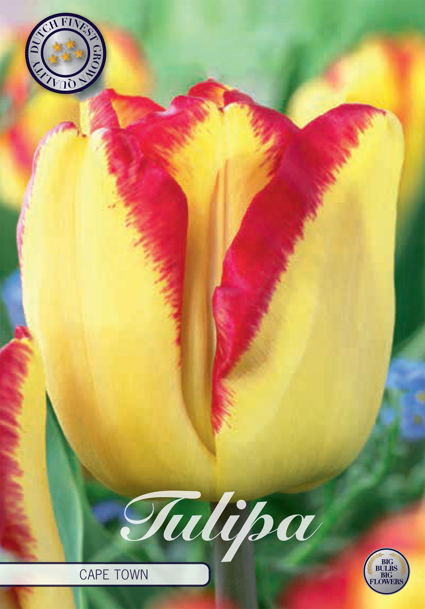  Tulpe Cape Town (10 Stück)