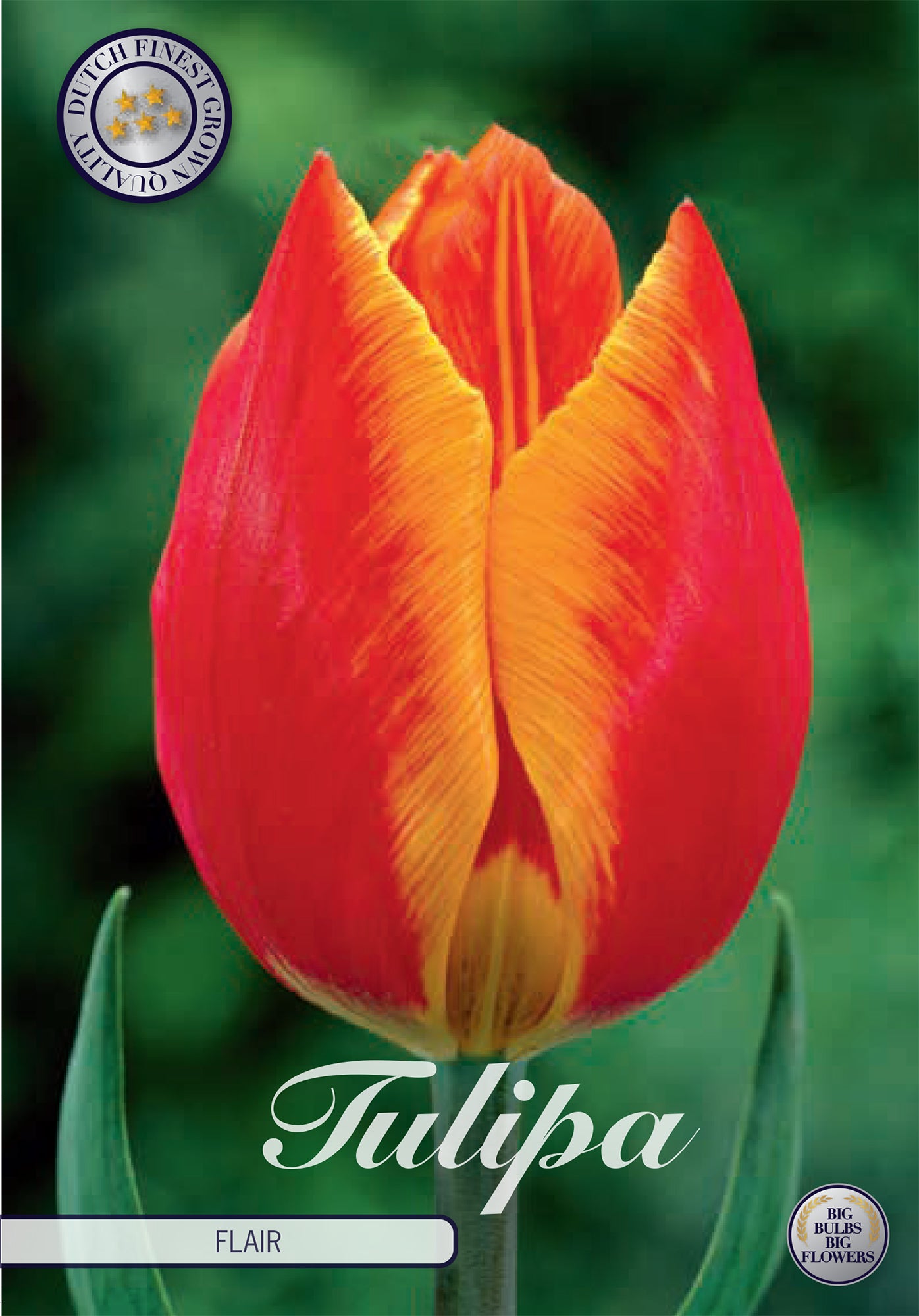  Tulpe Flair (10 Stück)