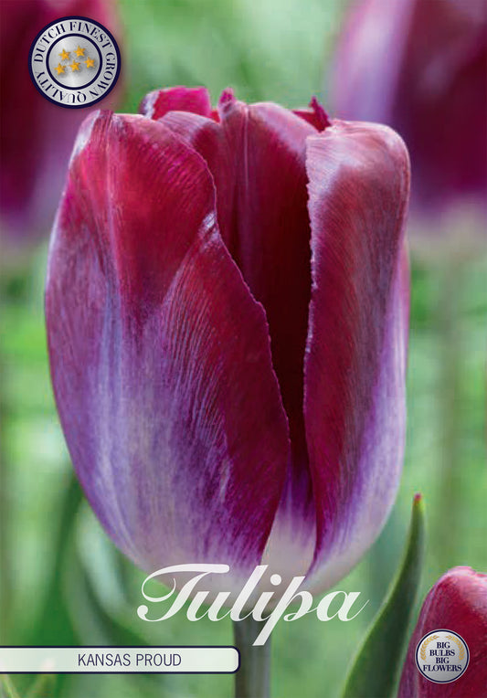  Tulpe Kansas Proud (10 Stück)