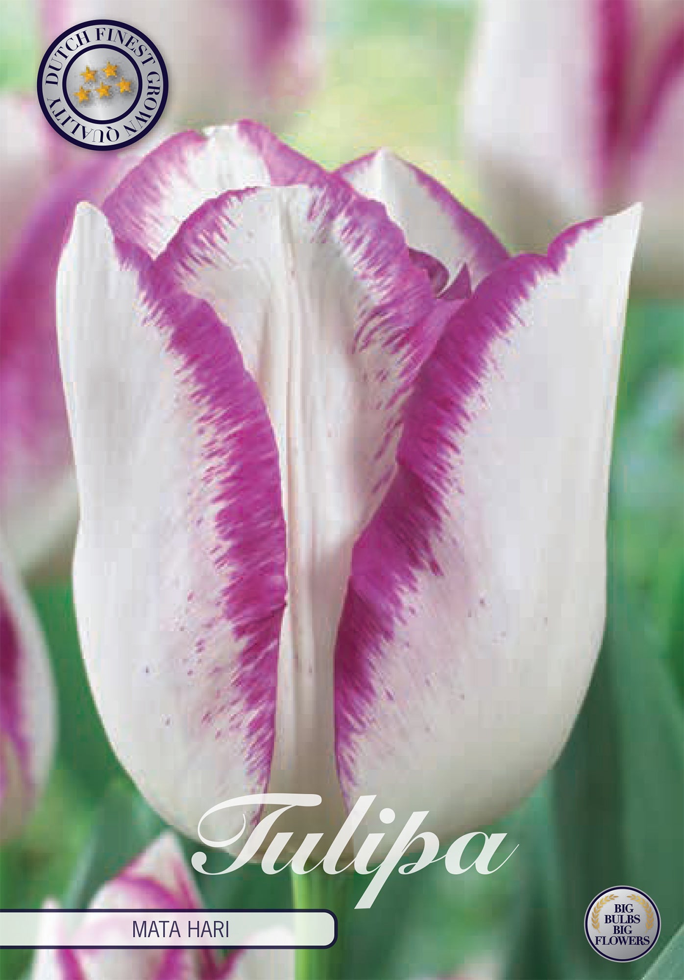  Tulpe Mata Hari (7 Stück)