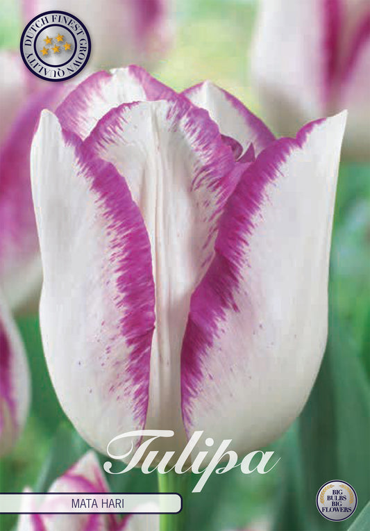  Tulpe Mata Hari (7 Stück)