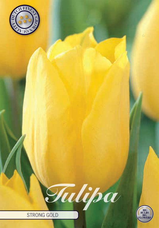  Tulpe Strong Gold (10 Stück)