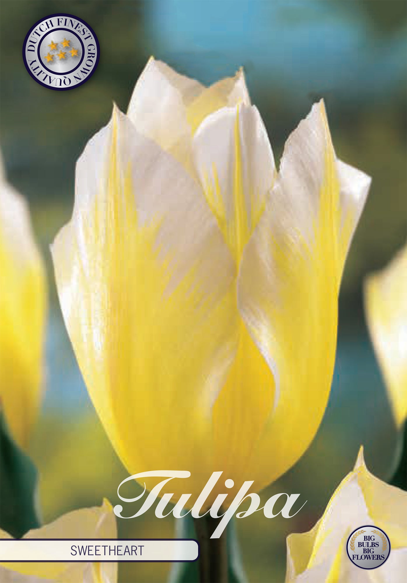  Tulpe Sweetheart (7 Stück)