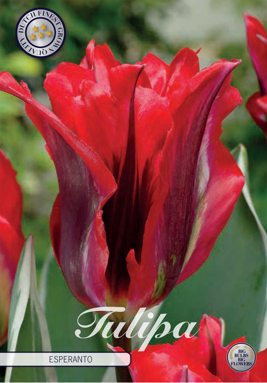  Tulpe Esperanto (7 Stück)