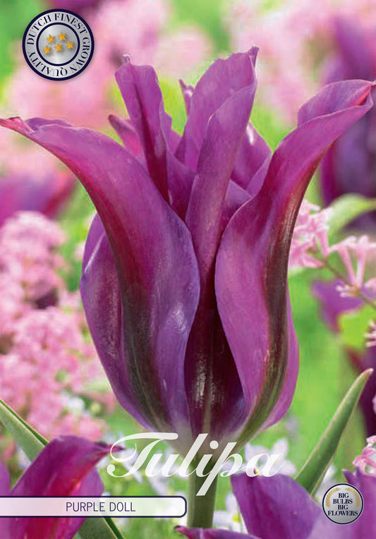  Tulpe Purple Doll (7 Stück)