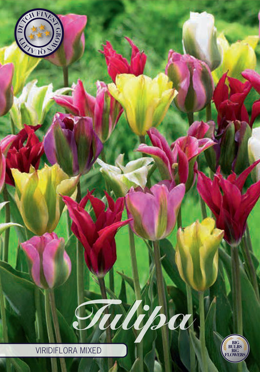  Tulpe Viridiflora Mix (7 Stück)