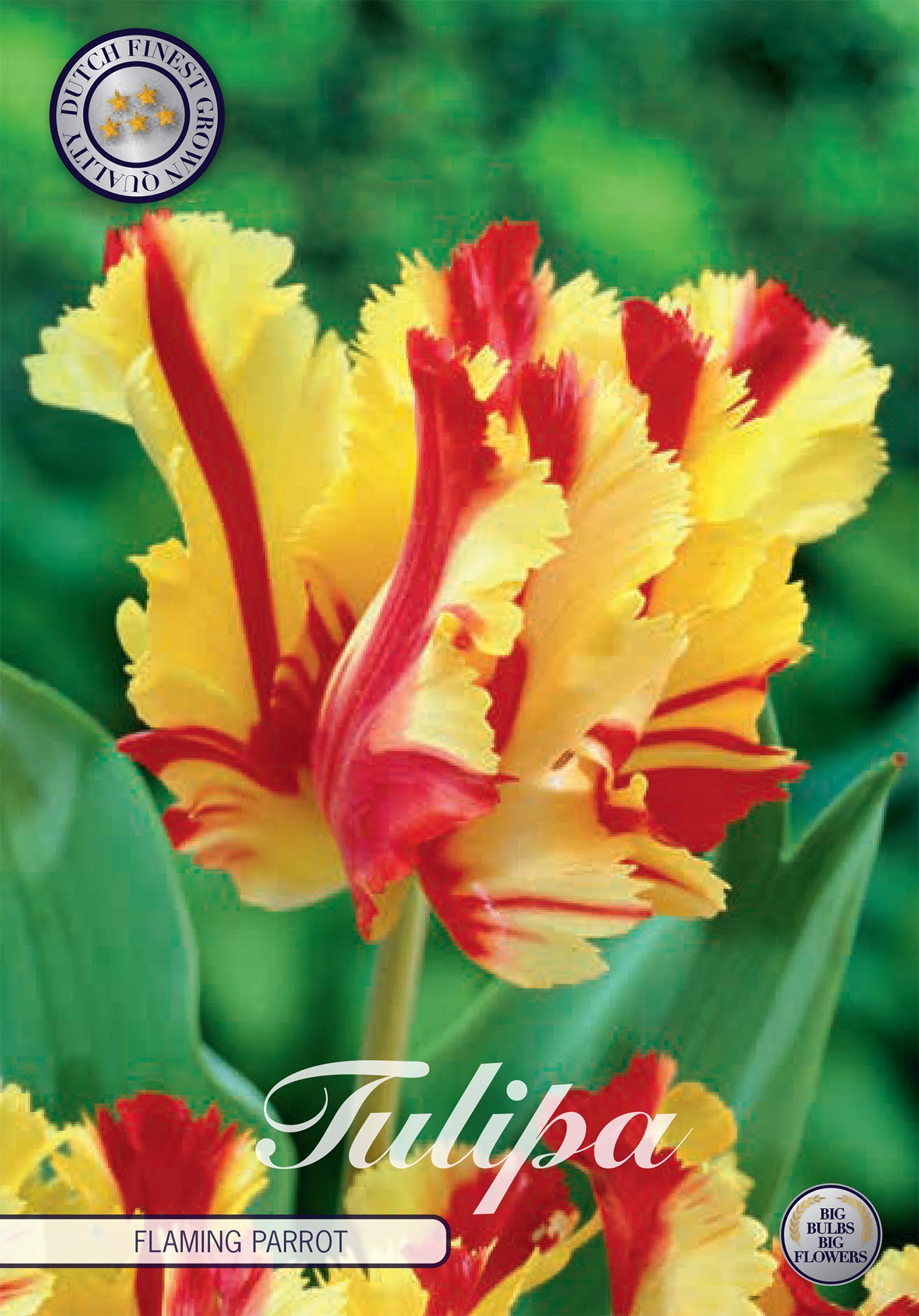  Tulpe Flaming Parrot (7 Stück)