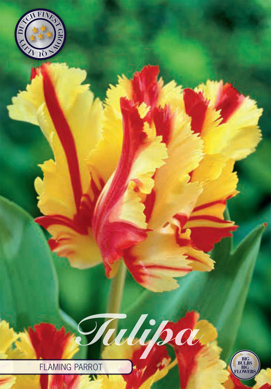  Tulpe Flaming Parrot (7 Stück)