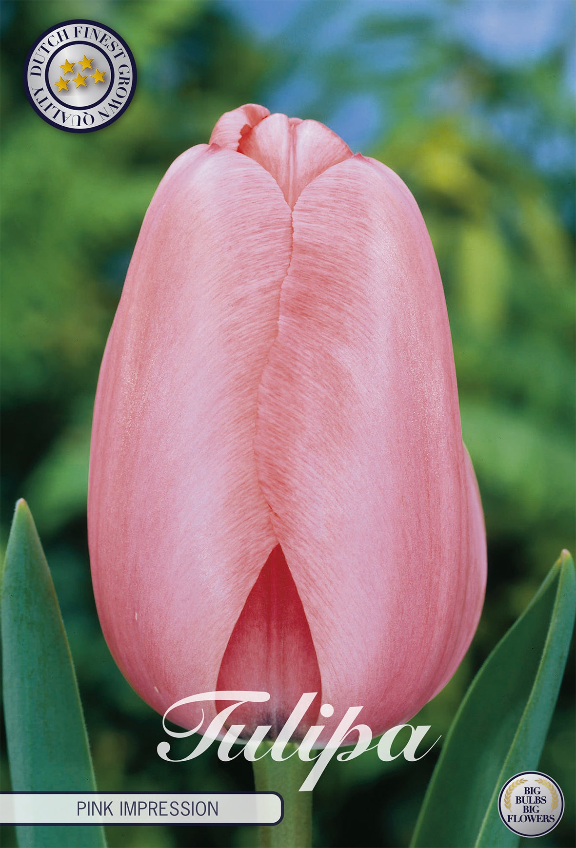  Tulpe Pink Impression (10 Stück)