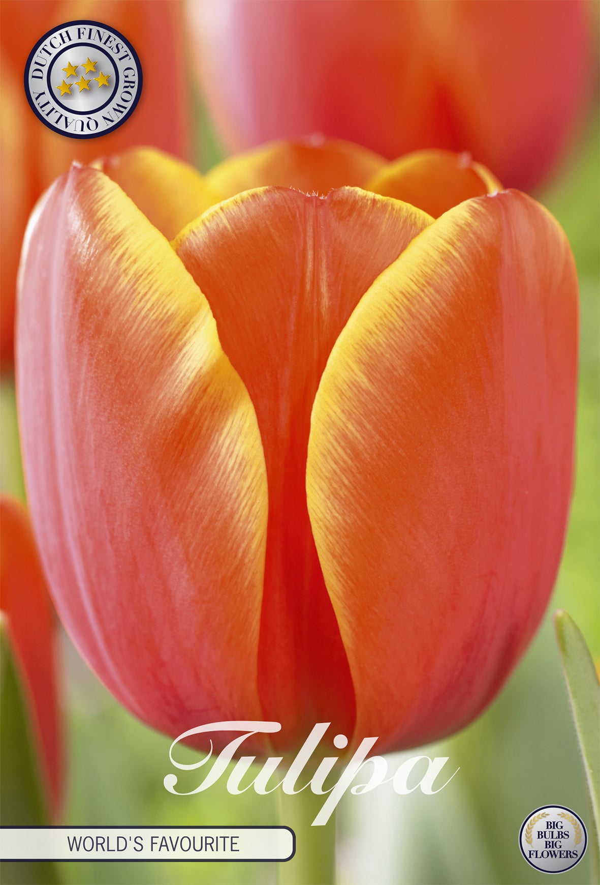  Tulpe World's Favourite (7 Stück)