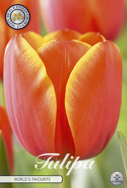  Tulpe World's Favourite (7 Stück)