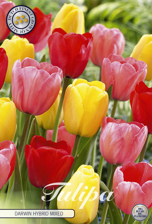  Tulpe Darwin Hybride Mix (10 Stück)