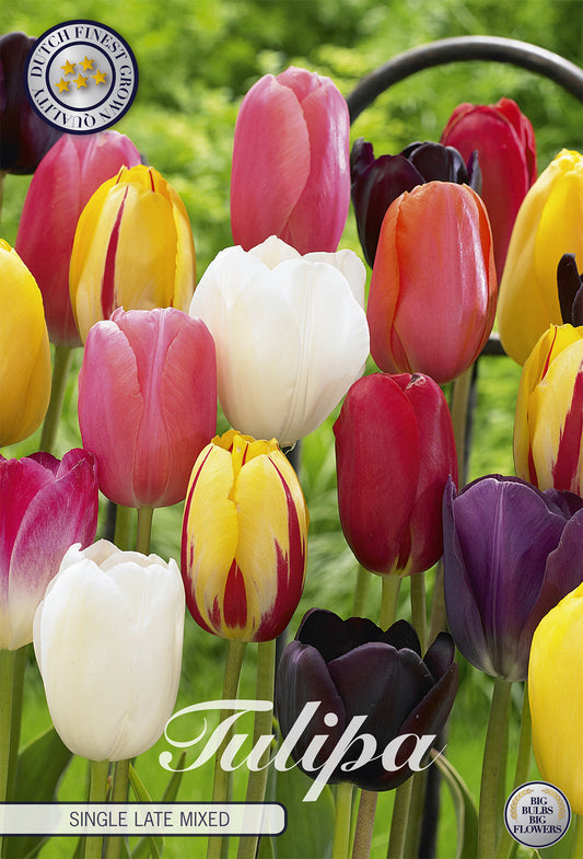  Tulpe Single Late Mix (10 Stück)
