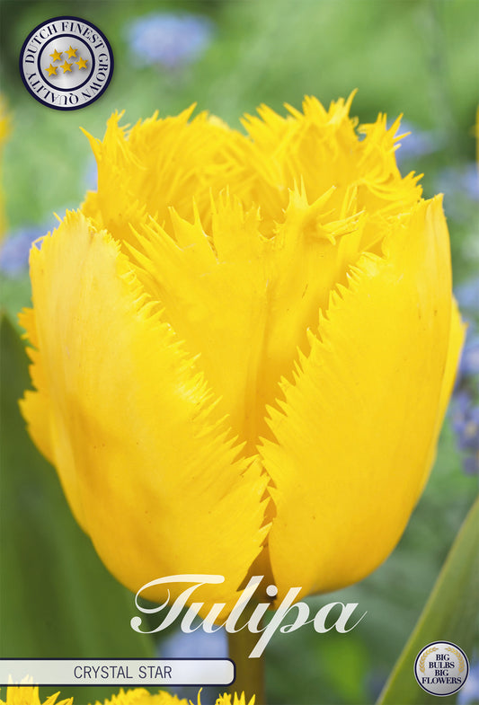  Tulpe Crystal Star (10 Stück)