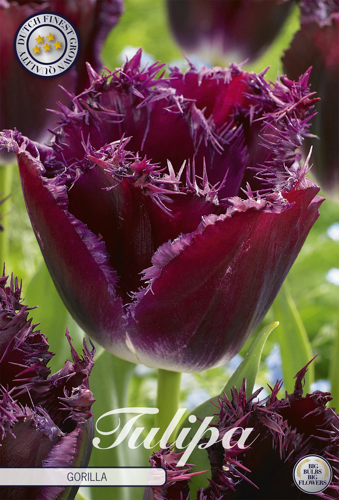  Tulpe Gorilla (7 Stück)