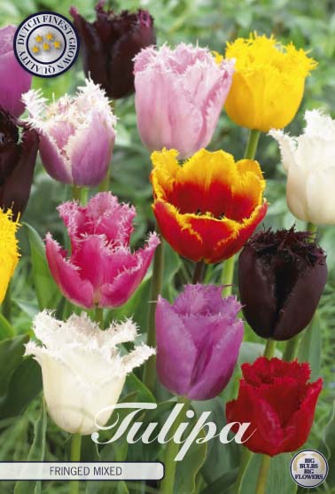  Tulpe Fringed Mix (10 Stück)