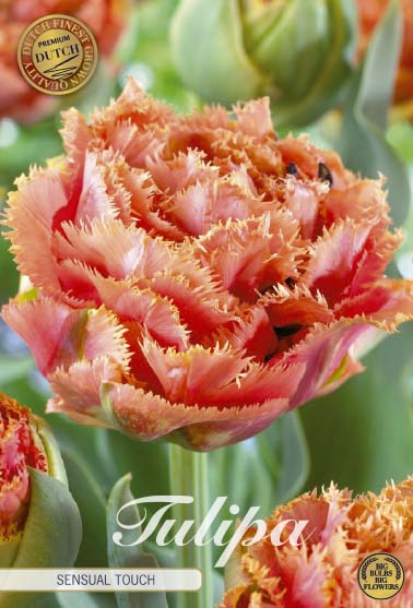  Tulpe Brisbane (7 Stück)