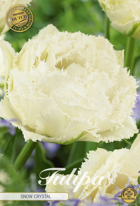  Tulpe Snow Crystal (7 Stück)