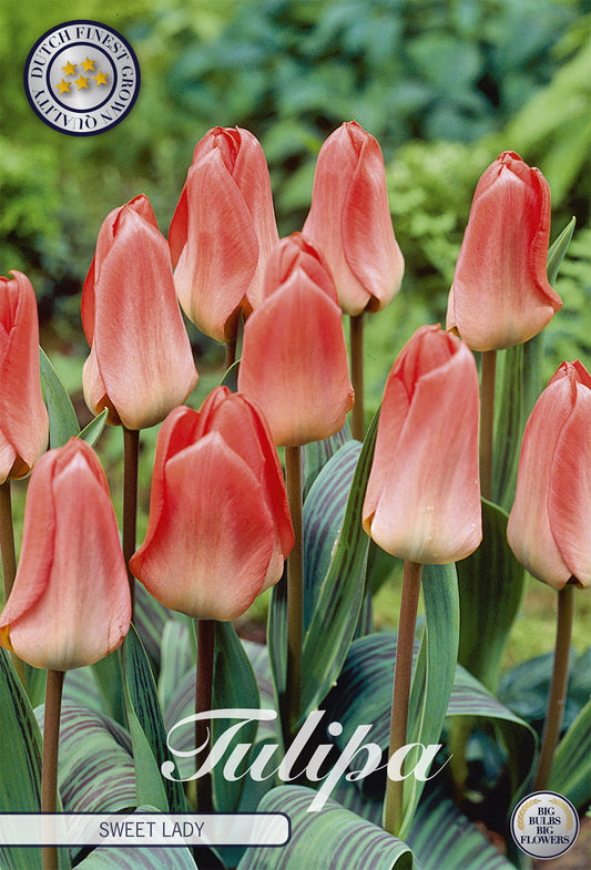  Tulpe Sweet Lady (7 Stück)