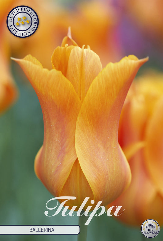 Tulpe Ballerina (7 Stück)