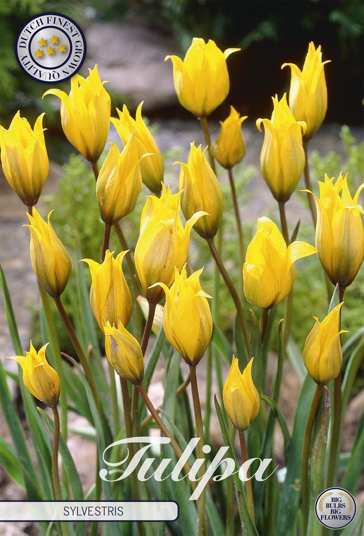  Tulpe Sylvestris (10 Stück)