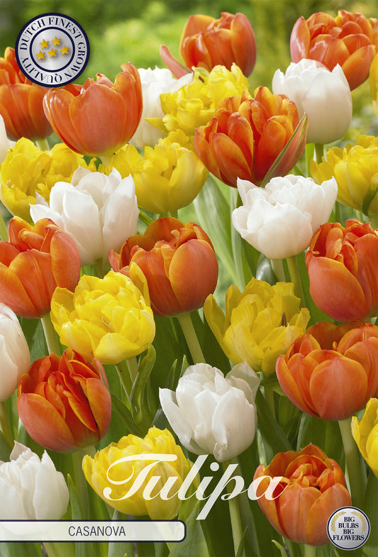  Tulpe Casanova (10 Stück)