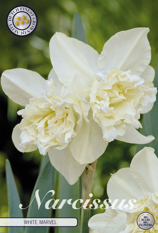  Narzisse White Marvel (5 Stück)
