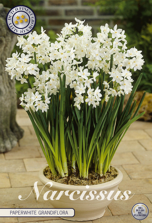 Narzisse Paperwhite Grandiflora (5 Stück)